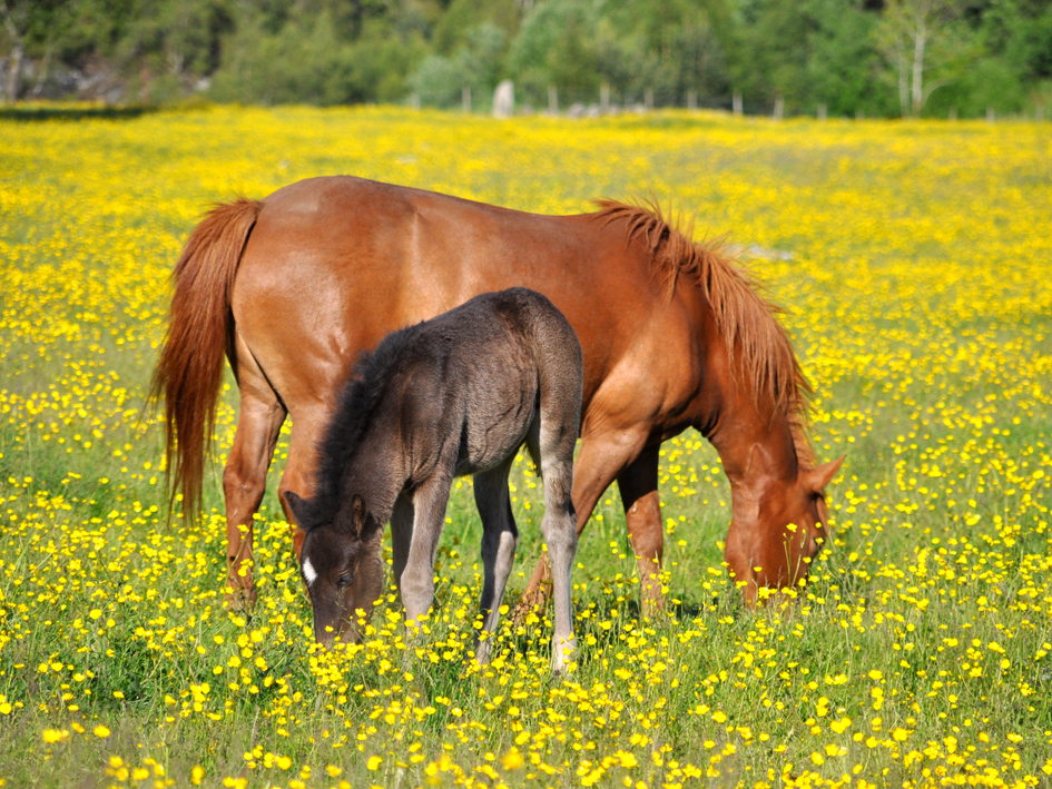 Horseback Riding