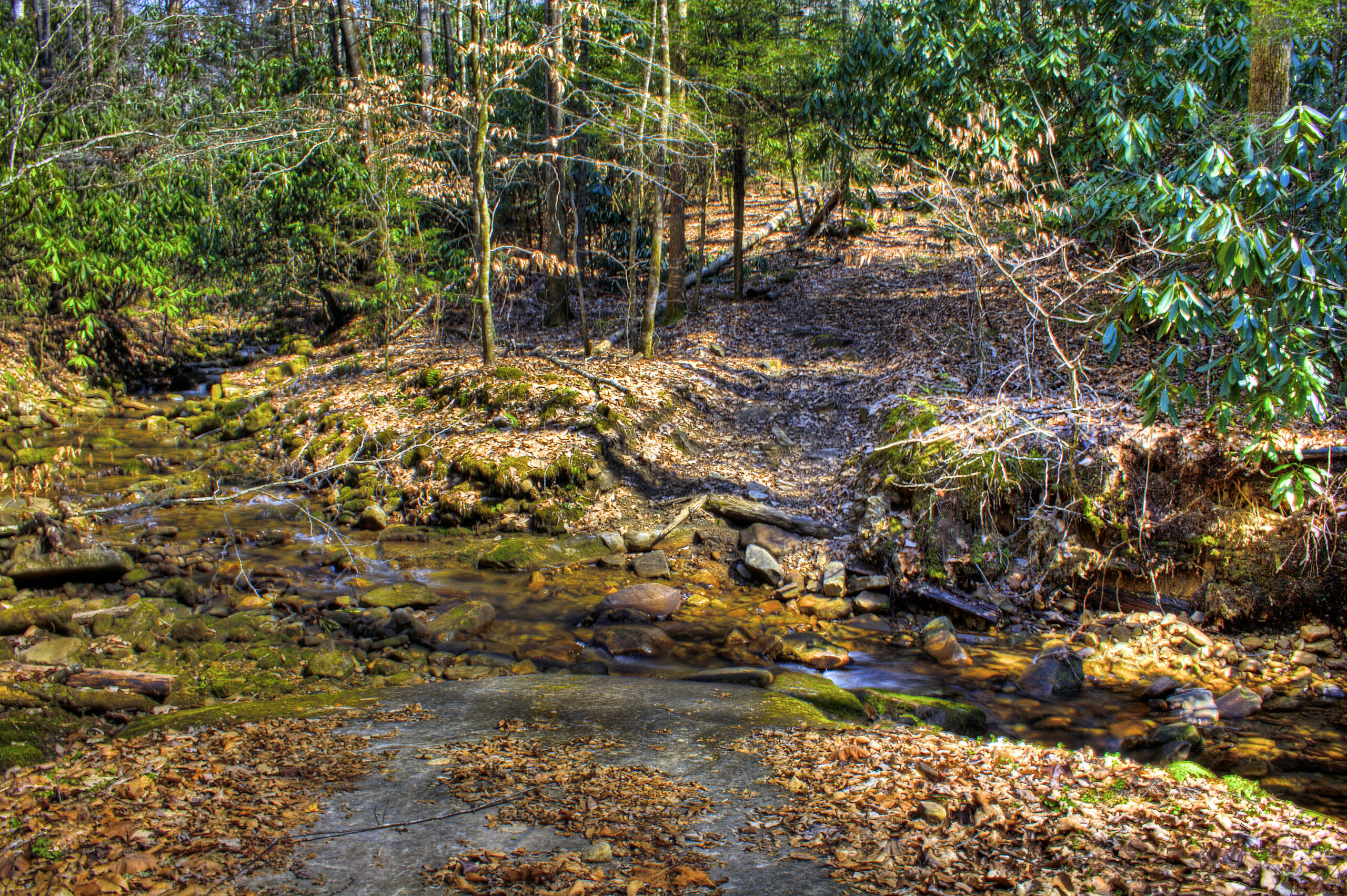 Cranks Creek WMA Trail 2